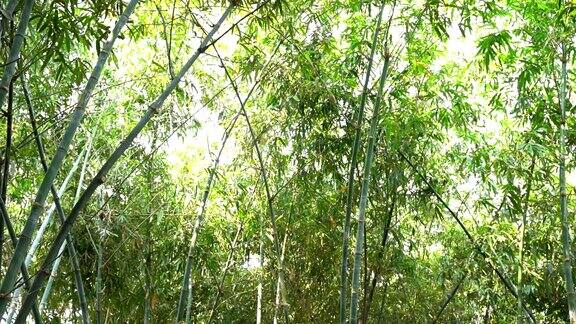 园林植物竹子