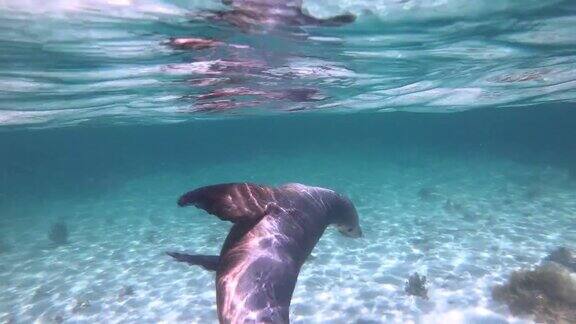 澳大利亚海狮