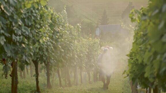 农夫在葡萄园里喷洒杀虫剂