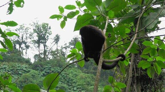 哥斯达黎加猴子挂在树枝上