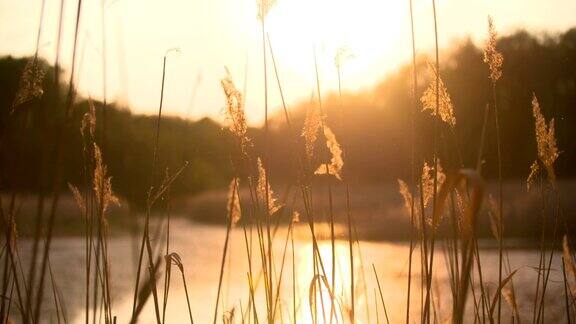 《芦苇中的日落》银色的羽毛草在风中摇曳