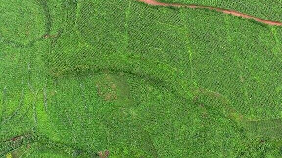 山上的食用玫瑰植物鸟瞰图