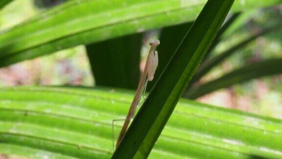 叶面上的螳螂幼虫