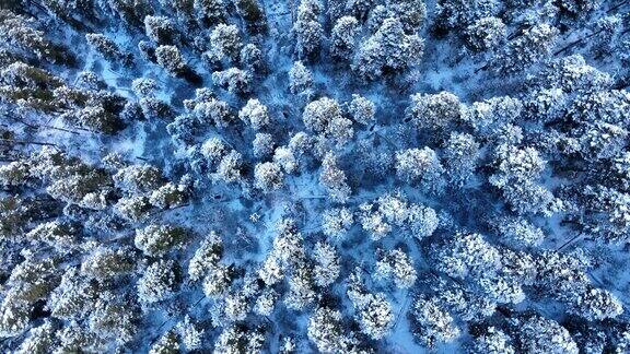 美丽的雪山高海拔森林景观在西藏中国