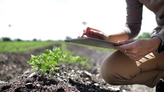 农民使用数字平板农民使用数字平板检查植物