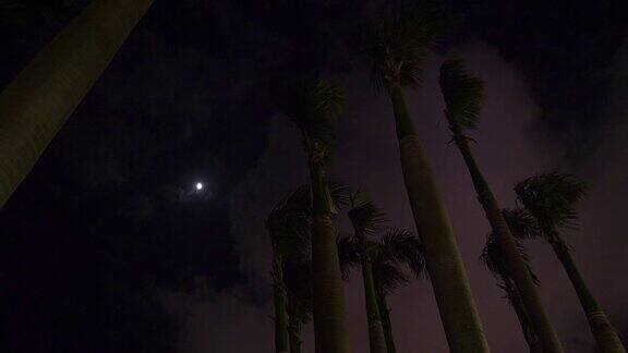 暗夜珠海市棕榈顶观4k中国
