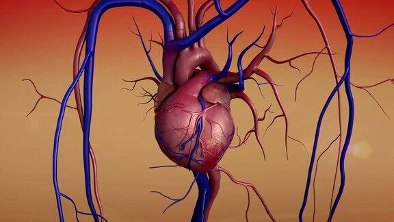 人类的心脏模型