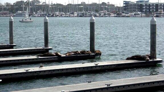 海港里的海狮和帆船