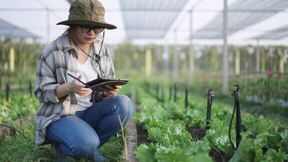 女农民使用数字平板监测和检查温室中的有机蔬菜