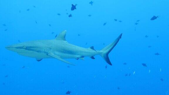 海底的灰色礁鲨