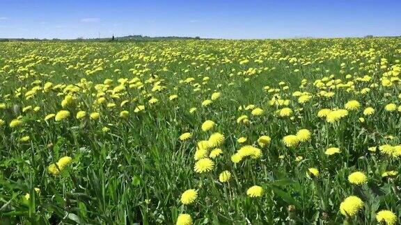 夏天阳光灿烂的日子里风在田野里吹着黄色的蒲公英摄像机穿过田野