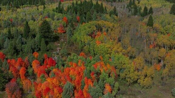电影无人机航拍令人惊叹的秋天温暖多彩的颜色流行红橙黄绿茂密的白杨树沟森林大塔吉通道爱达荷州大提顿斯国家公园景观旋转右运动