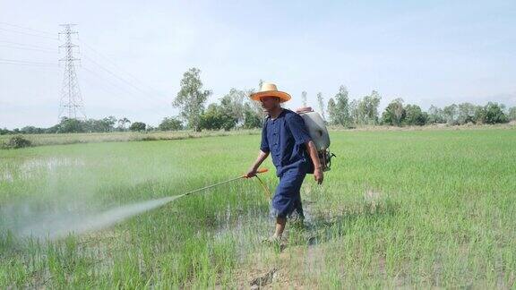农民在稻田上喷洒液肥
