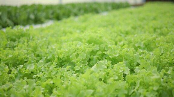 近距离的新鲜绿色橡树生菜沙拉在花园里生长水培农场沙拉蔬菜有机