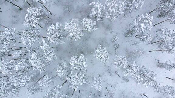 在冬天低空飞行在积雪云杉森林