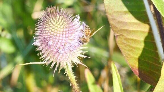 蜜蜂在满是花粉的蓟花上