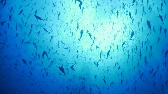 达尔文岛一群暗礁鱼覆盖了天空和海底