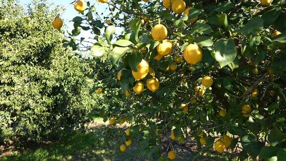 一串新鲜成熟的柠檬放在柠檬树枝上