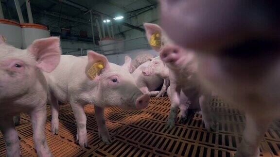农场猪正试图嗅着摄像机