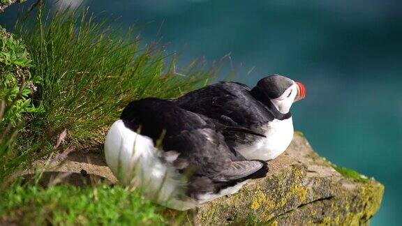 冰岛海雀科的野生大西洋海雀