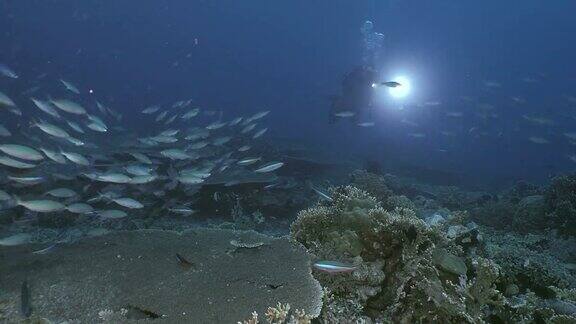 印度尼西亚一大群热带鱼和带uw灯的潜水员相遇