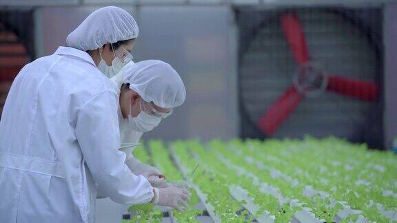 温室男女技术员检查水培系统水的化学成分穿着防护服的科学家工人在温室农场检查植物水培蔬菜