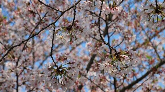无锡市鼋头渚公园樱花盛开