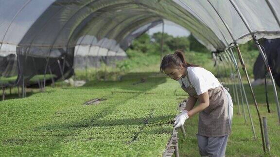亚洲女园丁检查新鲜农产品质量在各种蔬菜农场4k视频