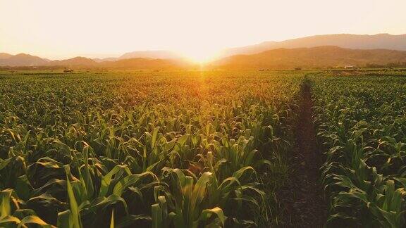 傍晚玉米田上空的鸟瞰图阳光普照日落
