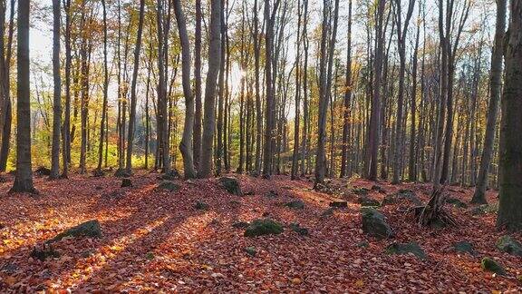 日出森林之旅;金色的光照亮了秋天的树叶与长长的影子形成对比