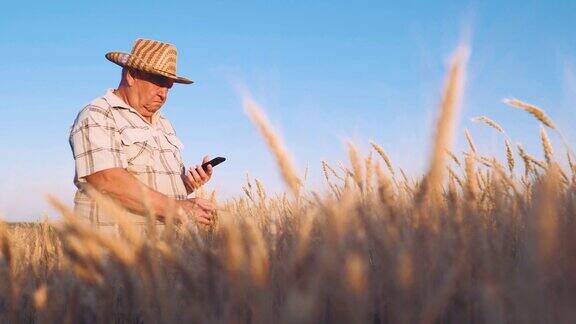 高级农艺师在麦田里使用应用程序和互联网使用数字平板电脑智慧农业在农业中使用现代技术