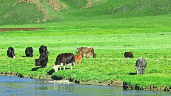 牛在河边的绿色草地上吃草