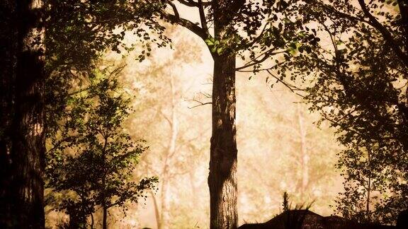 阳光透过多雾的森林中的树木倾泻而下