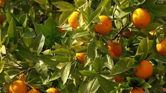 鲜亮成熟的橙子挂在树上
