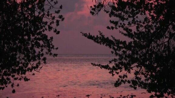在红色日落背景下的落叶树枝马尔代夫的视频