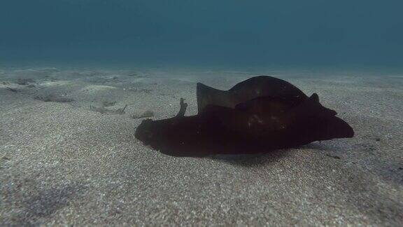 海兔在沙地上游得很快裸鳃海蛞蝓-黑色的海兔斑驳的海兔或乌黑的海兔水下拍摄地中海、欧洲