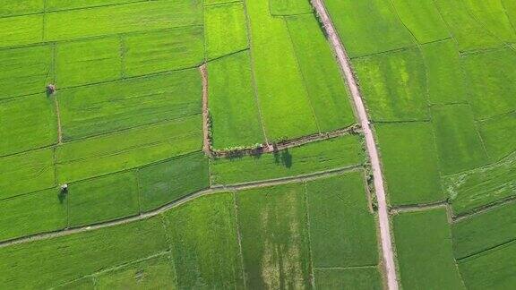 鸟瞰图的绿色稻田在农村