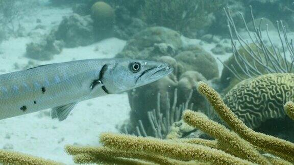 加勒比海珊瑚礁的绿松石海水库拉索岛有梭鱼珊瑚和海绵