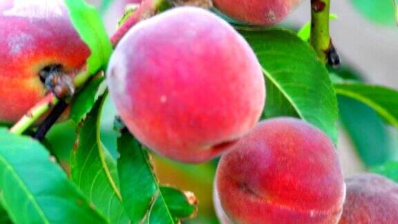 蜜桃果实长在桃树树枝上掌上微距镜头