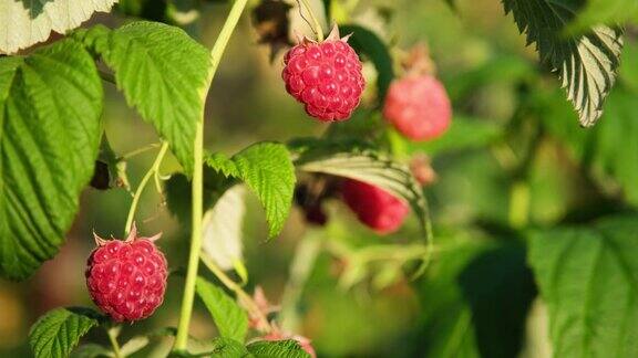 红色和粉红色的熟树莓在风中摇摆花园里树枝上的覆盆子健康食品有机营养接近4k分辨率的视频横幅