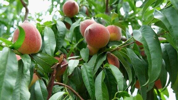桃树在成熟的桃果
