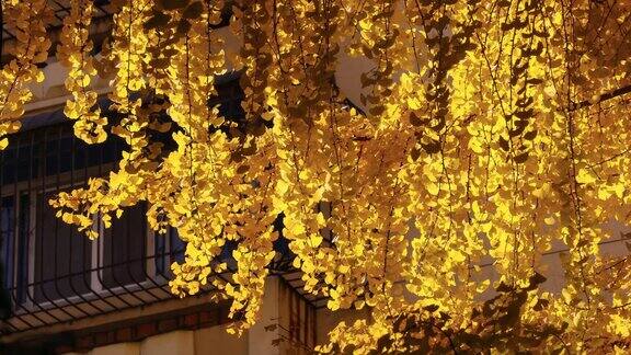 成都的老住宅区沉浸在银杏树的黄叶中