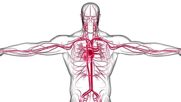 人体心脏与循环系统解剖医学概念3D