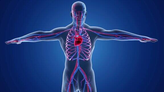 人体循环系统医学上精确的心脏与血管的动画