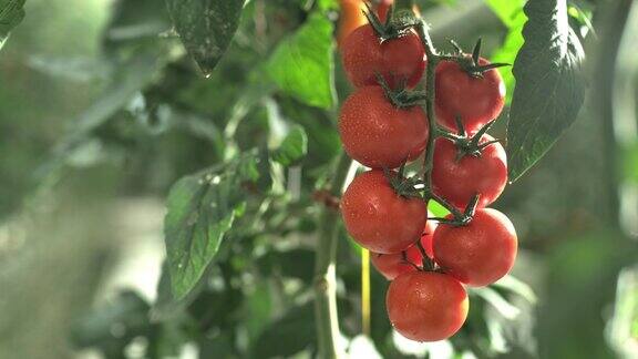 阳光下生长的湿西红柿
