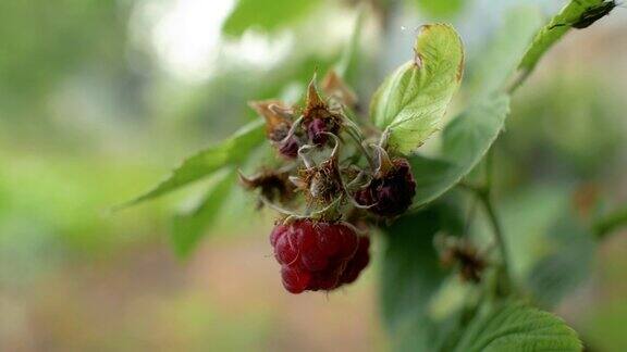 红色成熟多汁的覆盆子和腐烂的浆果生长在花园里的灌木上4k4k的视频