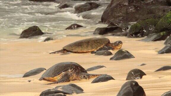 海龟在海滩