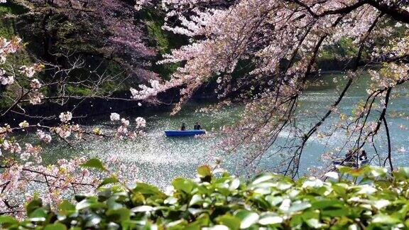 日本东京公园里的樱花慢镜头
