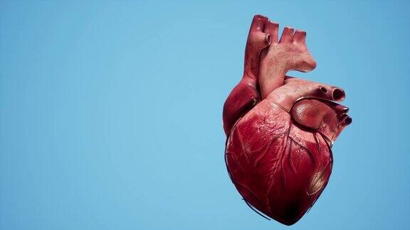 心脏解剖三维动画心脏的肌肉和血管结构