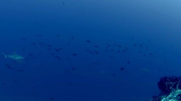 礁鲨在马尔代夫海游泳